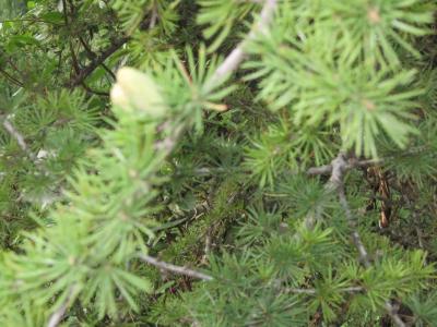 Прикрепленное изображение: IMG_0118.JPG